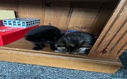 Bengal cats for sale: Bengal x kittens - Image 3