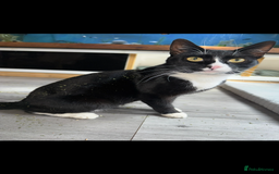 Domestic Shorthair cats for sale: Beautiful male kitten for sale  - Advert 1
