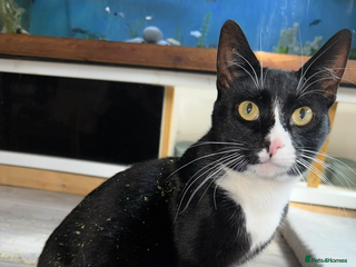 Domestic Shorthair cats Beautiful male kitten for sale - Advert 2