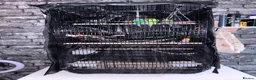 Budgerigars birds for sale: 1 yr old Budgies with Cage  - Advert 3