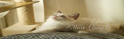 Ragdoll cats for sale: TICA championship Ragdoll Kittens  in London - Advert 19