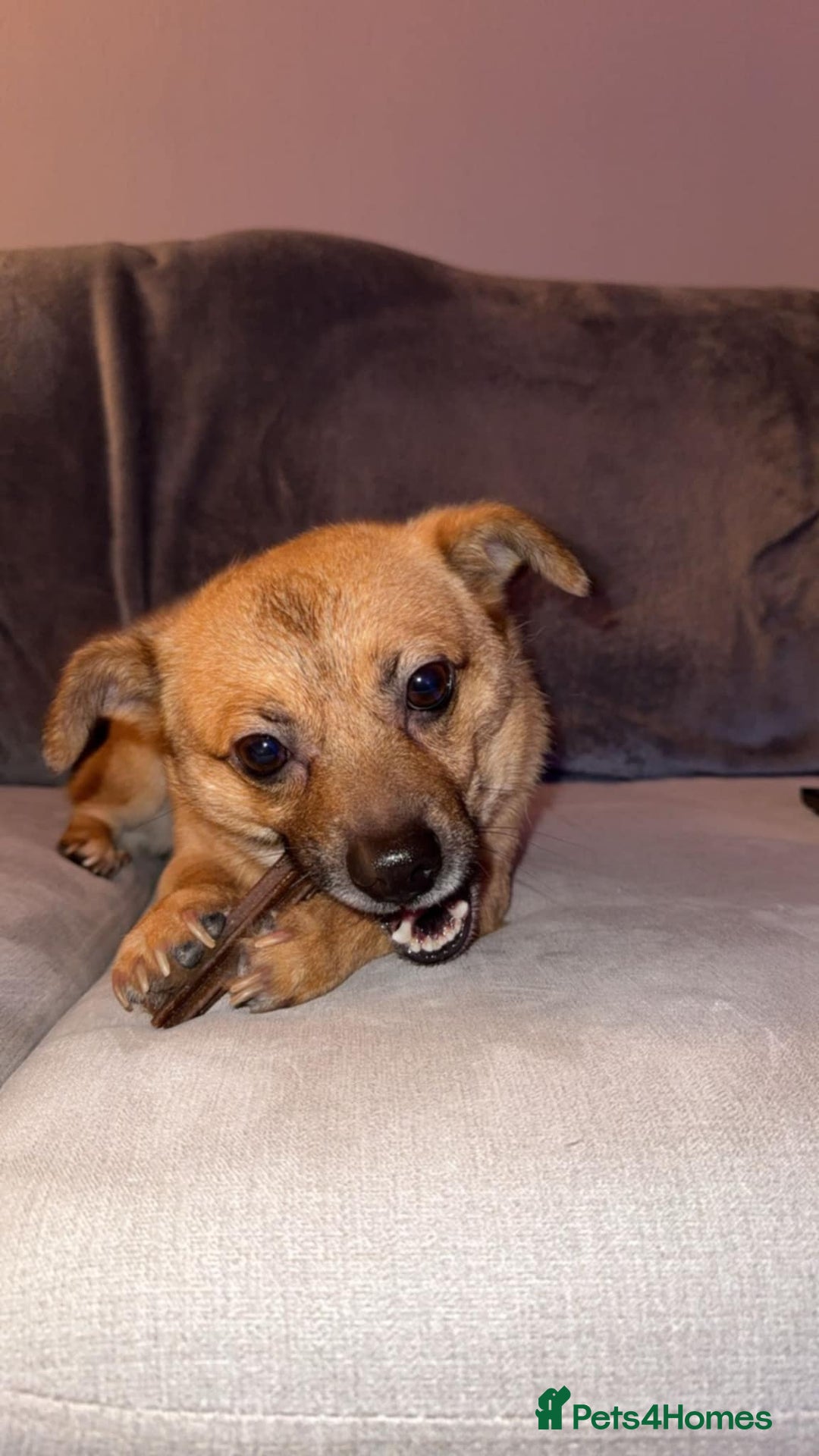 Mixed Breed dogs for adoption: TED   - Advert 10