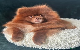 Pomeranian dogs for stud: Chocolate Stud Kc Registered ,Embark tested in Runcorn - Image 1