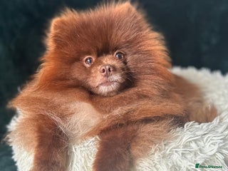 Pomeranian dogs in Runcorn - Advert 5