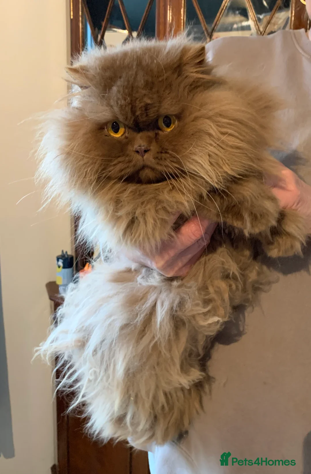 British Longhair cats for sale: British long hair adults  - Advert 3