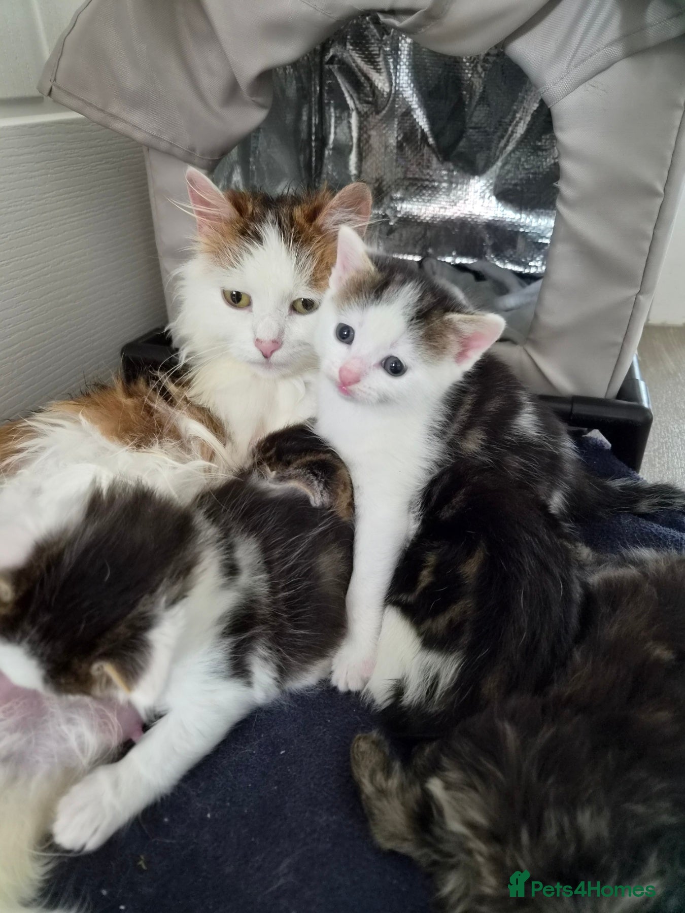Mixed Breed cats Kitten boy - Advert 2