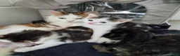 Mixed Breed cats for sale: Kitten boy - Advert 1