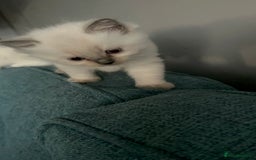 Ragdoll cats for sale: Pure Ragdoll Kitten - Image 6