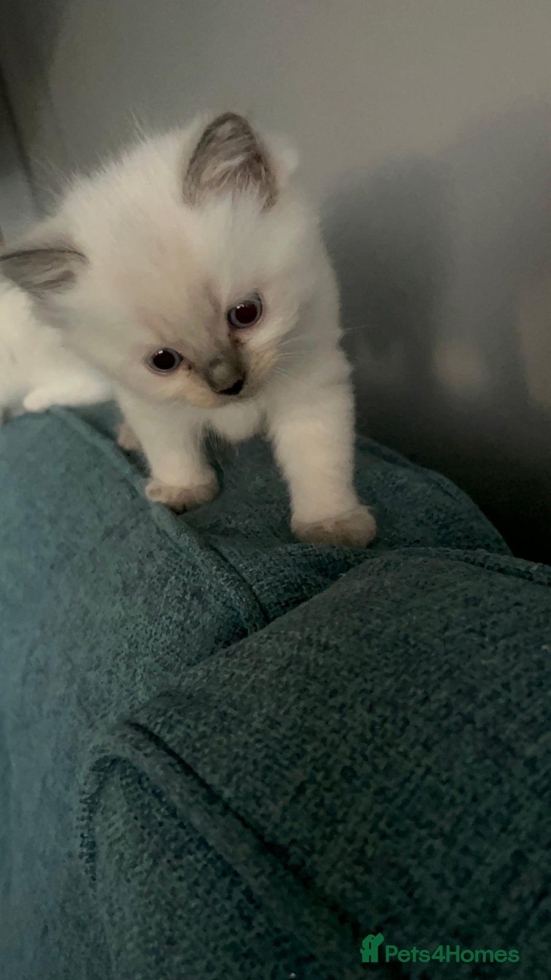 Ragdoll cats for sale: Pure Ragdoll Kitten - Image 6