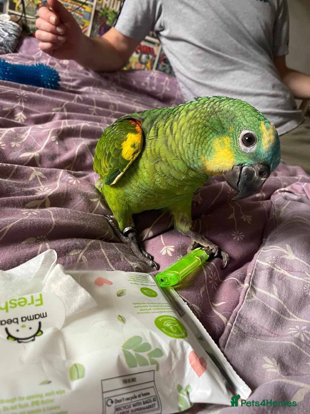 Parrots birds for sale: Beautiful blue front Amazon  - Advert 15