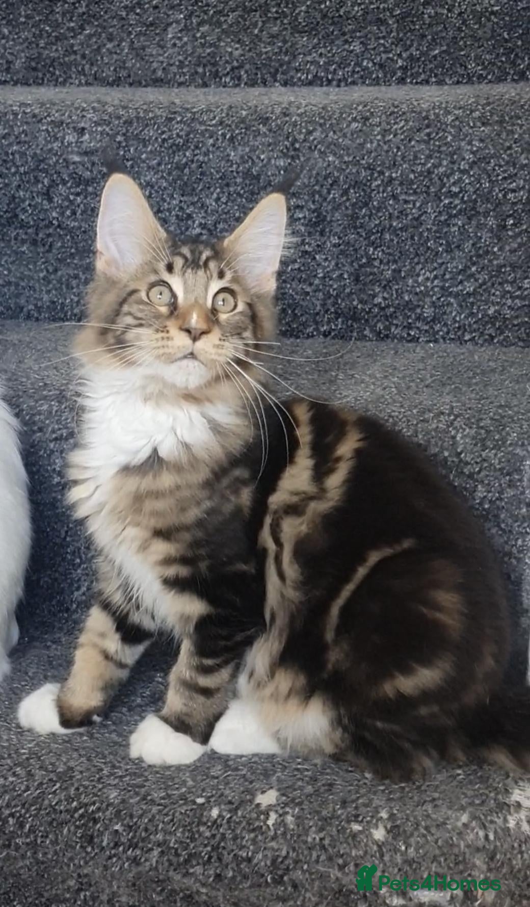 Maine Coon cats only one boy left pure maine coons - Advert 2