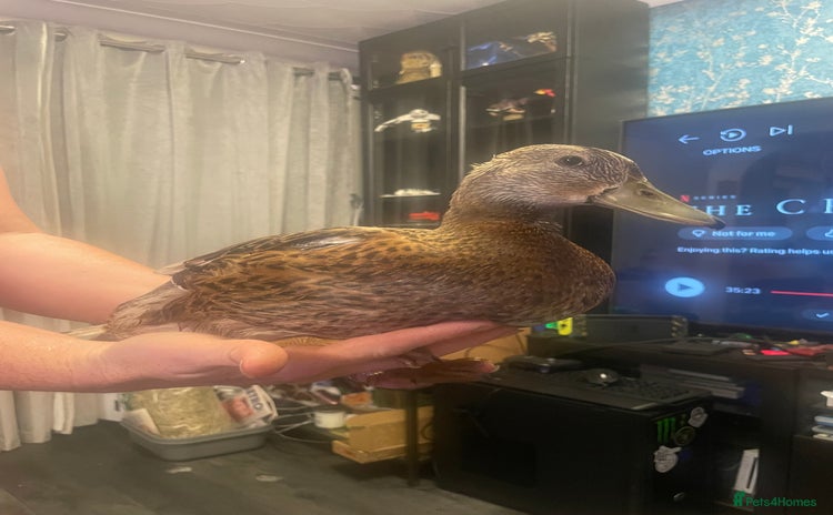 Ducks poultry - Advert 1