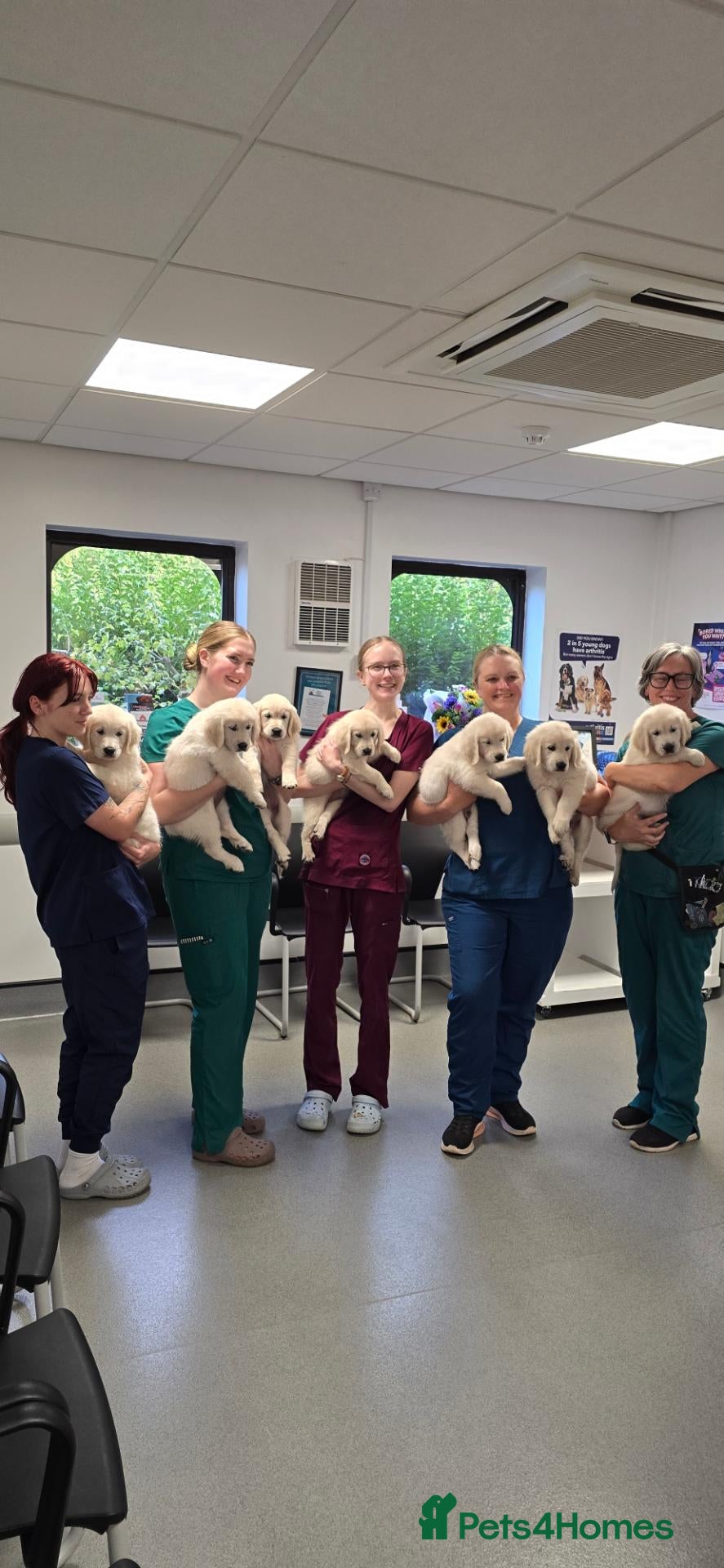 Golden Retriever dogs Amazing pure withe Golden retriever puppies - Advert 3