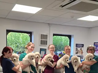 Golden Retriever dogs Amazing pure withe Golden retriever puppies - Advert 3