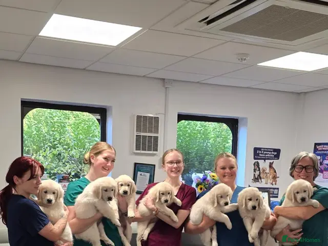 Golden Retriever dogs Amazing pure withe Golden retriever puppies - Advert 2