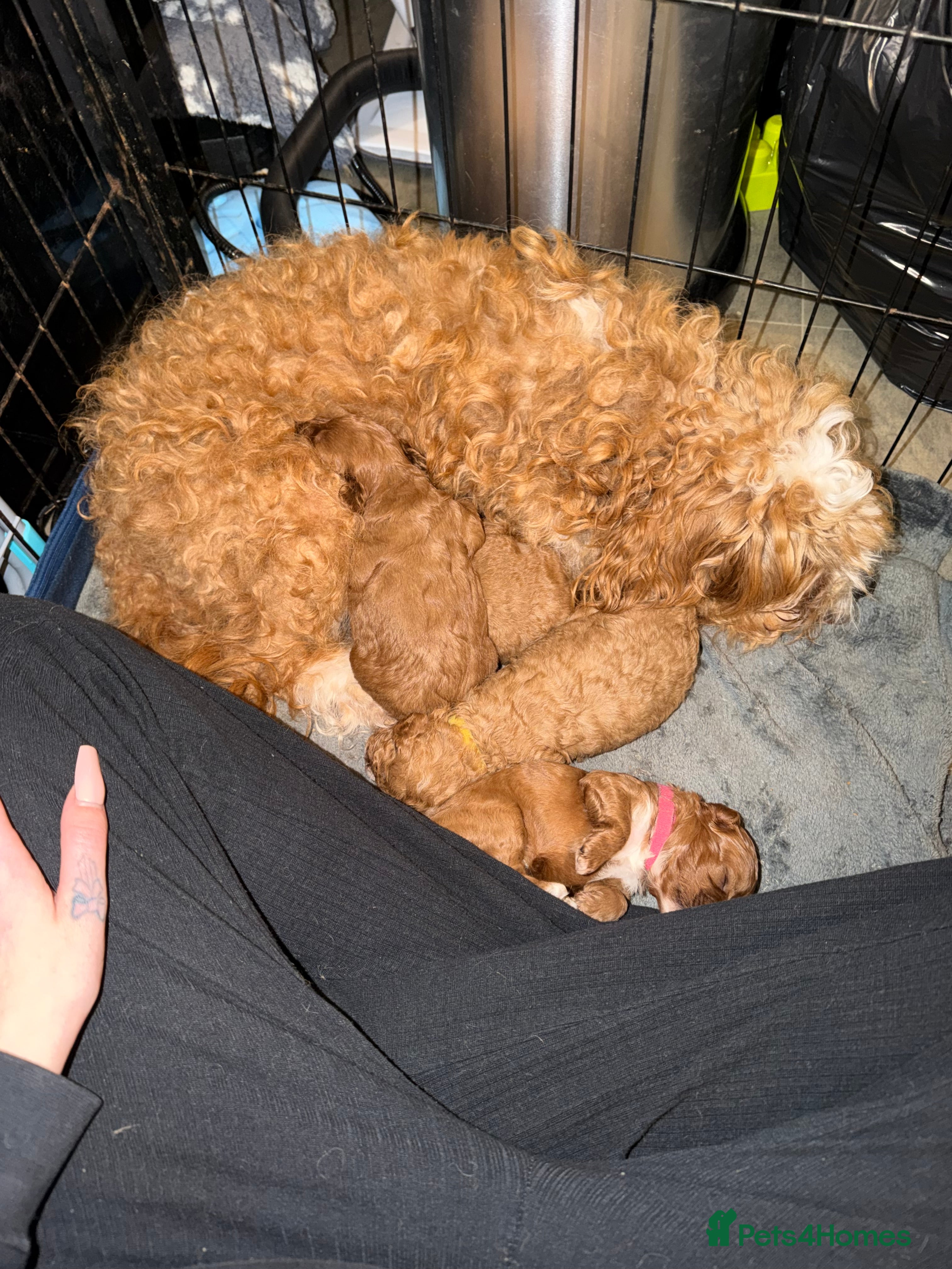 Cavapoo dogs *Only 1 left *beautiful Cavapoo puppies  - Advert 15