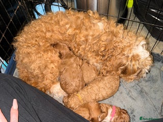 Cavapoo dogs 5 beautiful Cavapoo puppies - Advert 18