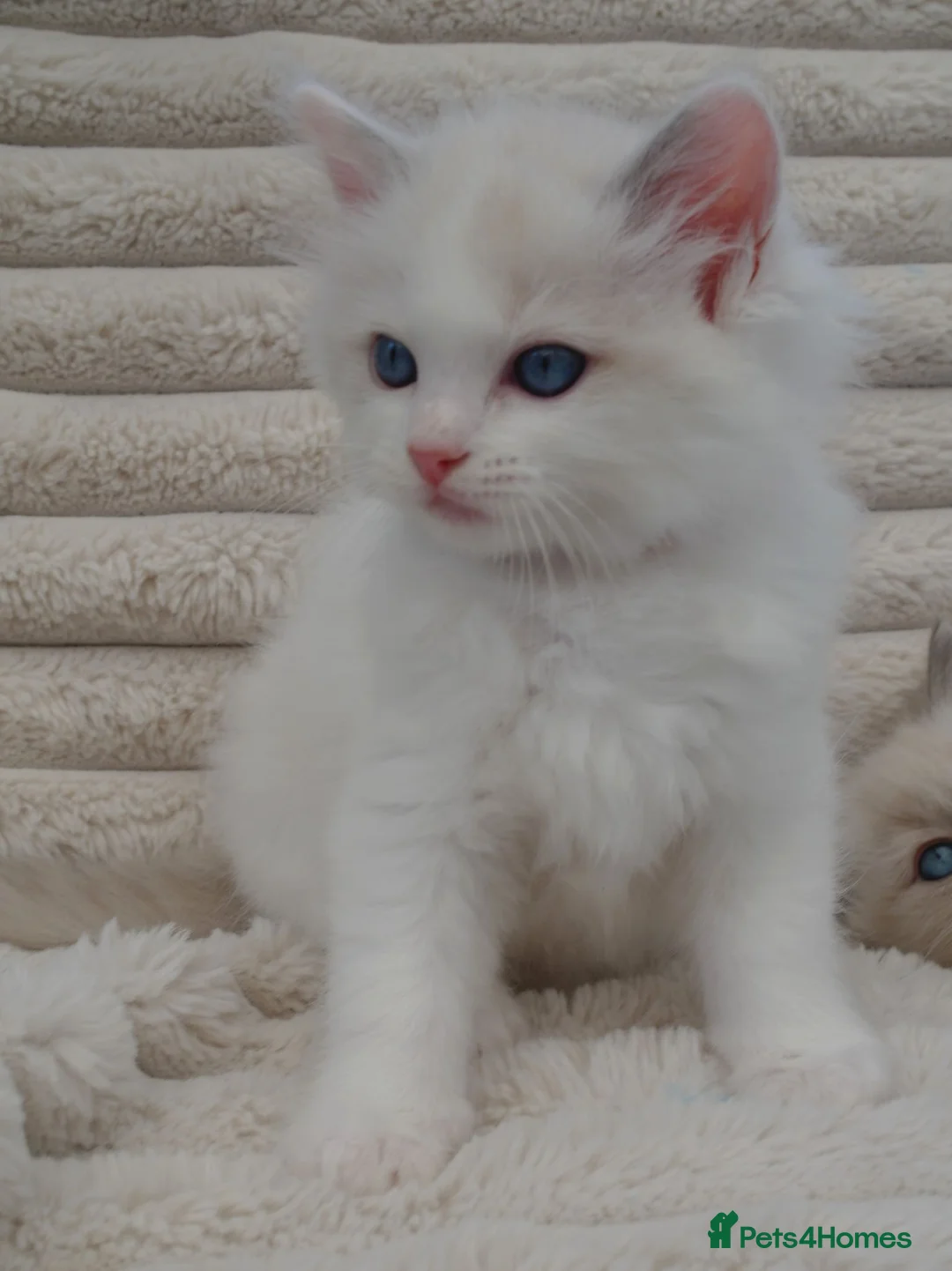 Ragdoll cats for sale: Ragdall Gccf ChampionBloodlines DNA TESTED - Advert 22