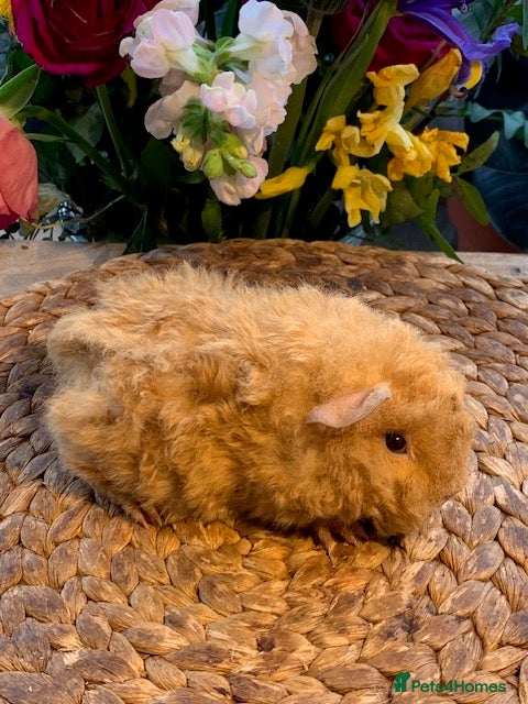 Guinea Pig rodents Beautiful Baby Texel HP18 - Advert 2