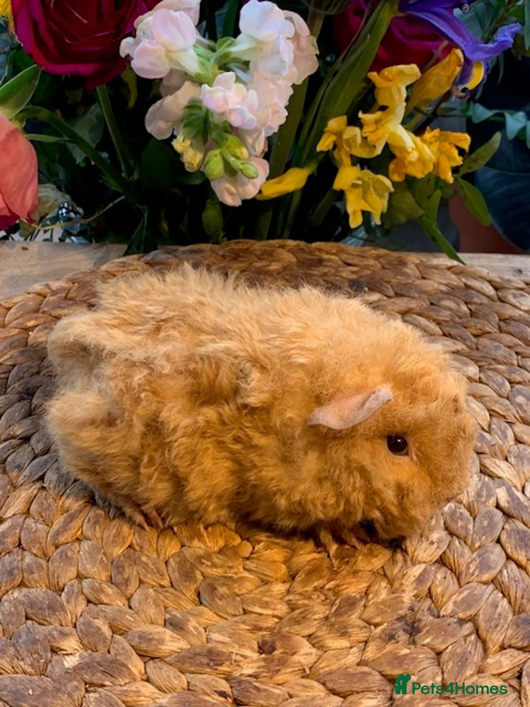 Guinea Pig rodents for sale: Beautiful Baby Texel HP18 - Advert 2