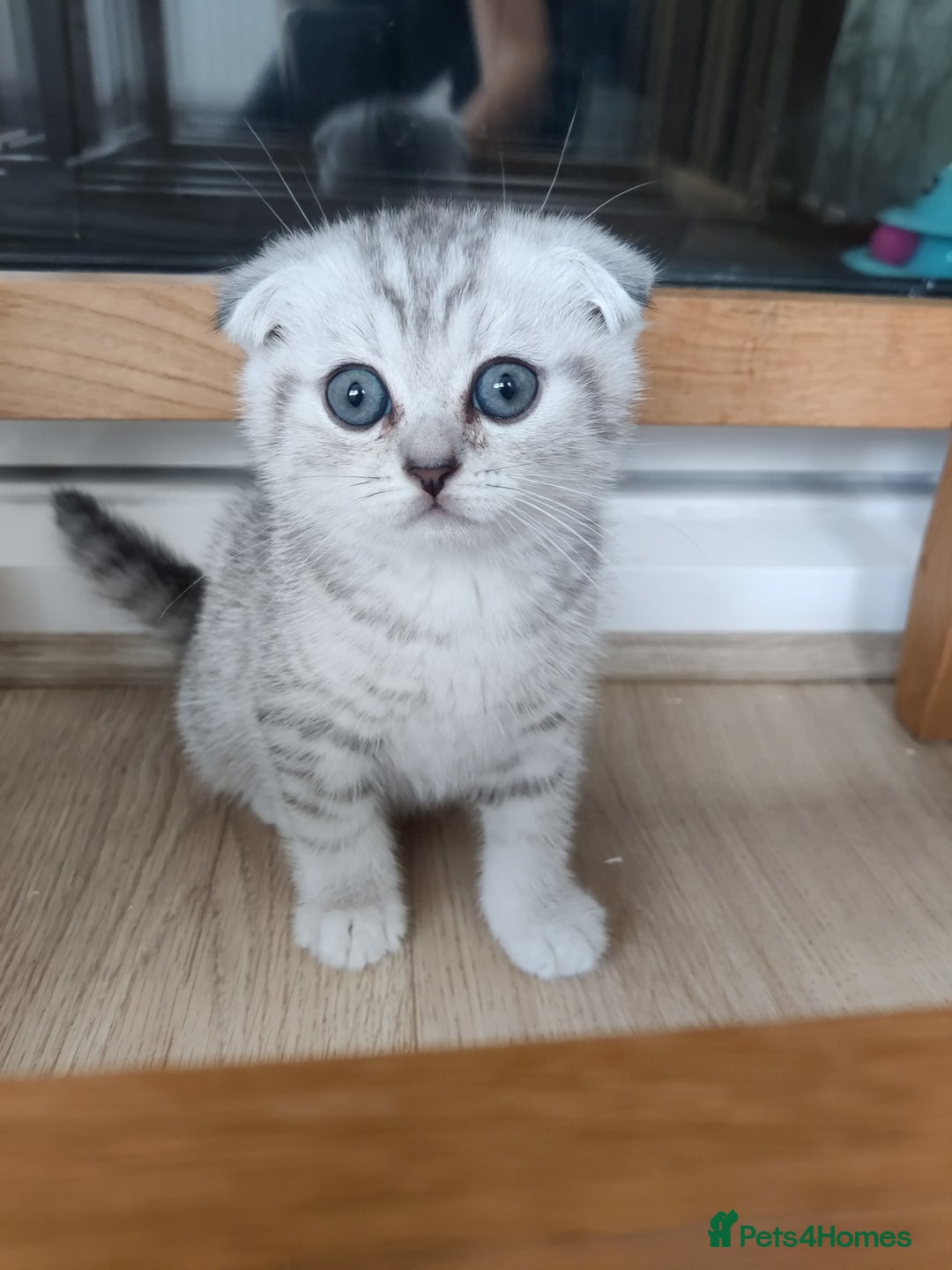Scottish Fold cats for sale: Beautiful Scottish fold kittens  - Image 10