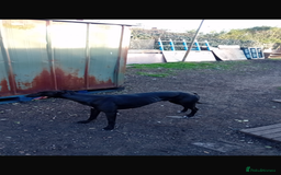 Lurcher dogs for sale: Lurcher puppies  - Image 5