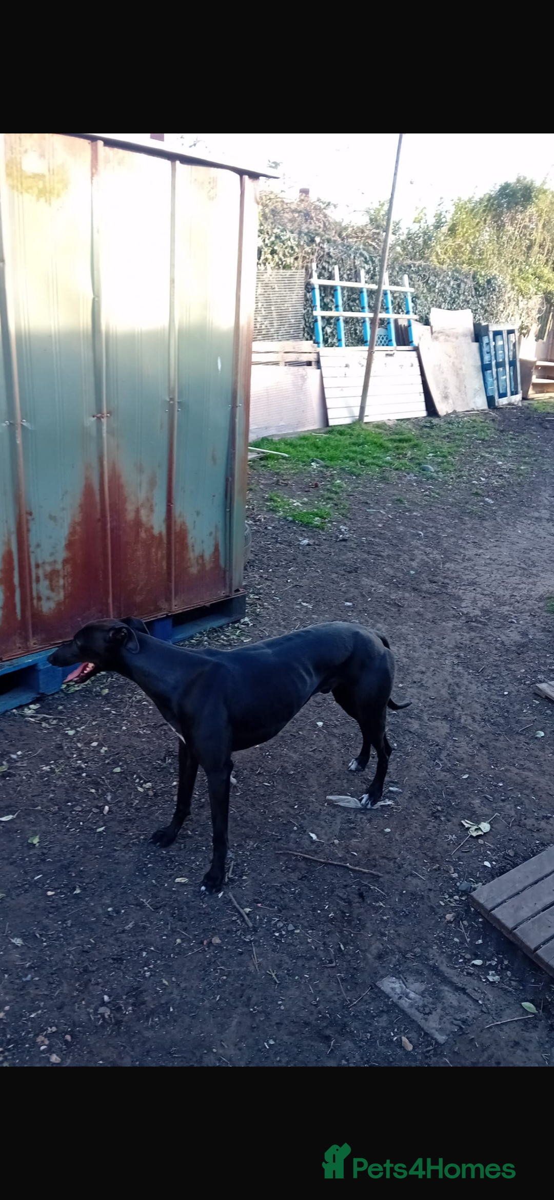Lurcher dogs for sale: Lurcher puppies  - Image 5