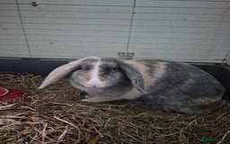 English Lop rabbits for sale: Beautiful Holland lop - Image 1