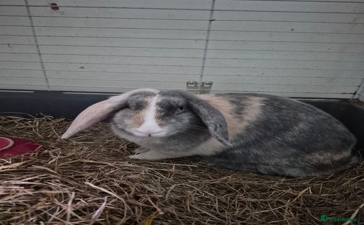 English Lop rabbits - Advert 1