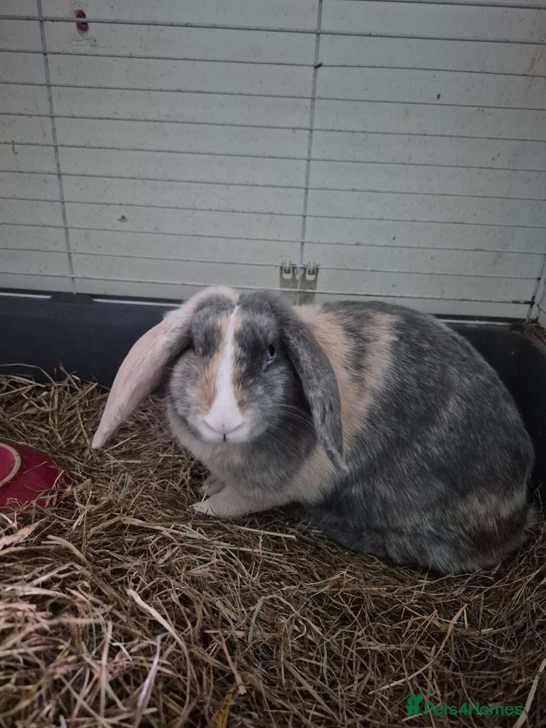 English Lop rabbits for sale: Beautiful Holland lop - Image 1