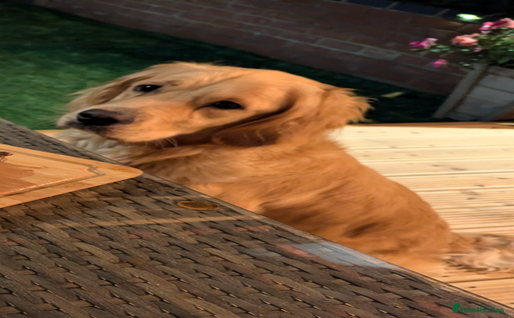 Golden Retriever dogs - Advert 14