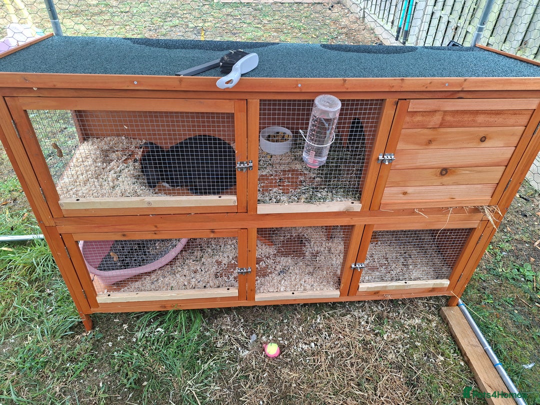 Dutch rabbits for sale: Holly the rabbit  - Image 4