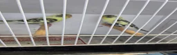 Budgerigars birds for sale: All sorts of budgies  in Crook - Advert 8