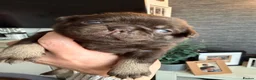 Pug dogs for sale: Kc lilac and choc pugs - 5 star licenced breeder - Advert 9