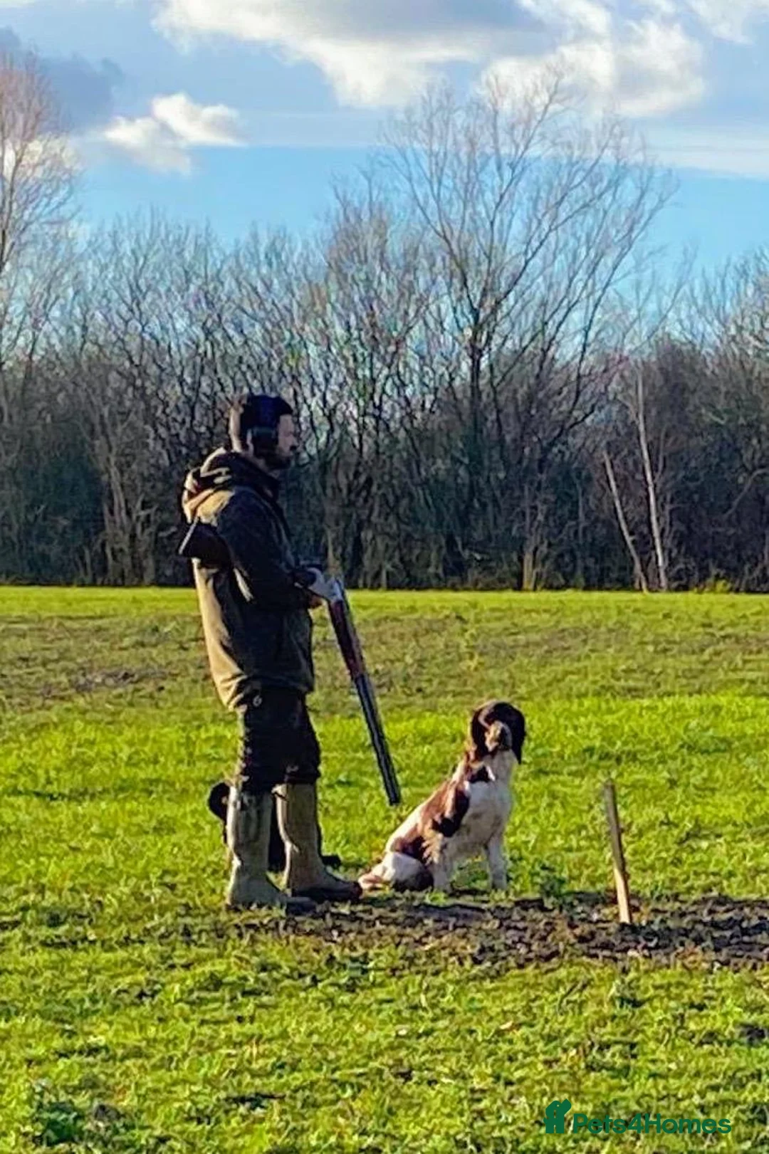 English Springer Spaniel dogs for stud: COI 5.9% English Springer Spaniel STUD  in Clacton-on-Sea - Advert 11