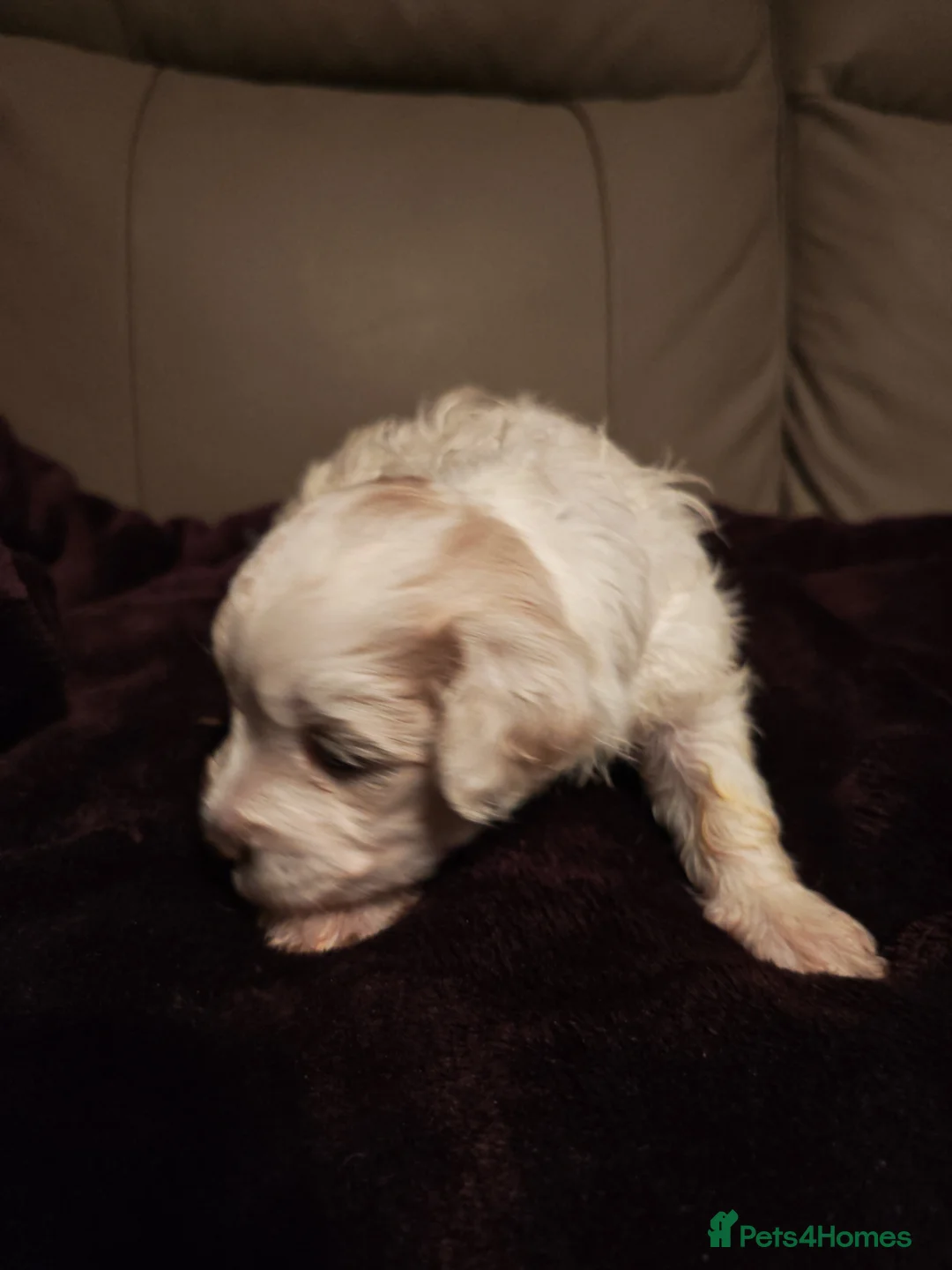 Mixed Breed dogs for sale: Maltipoo x Coton de Tulear Puppies – 5 Males - Advert 24
