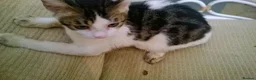 Mixed Breed cats for sale: Cute and Playful Kittens - Advert 28