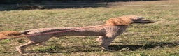 Standard Poodle dogs for stud: Standard poodle for Stud - Advert 5