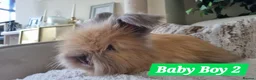 Angora rabbits for sale: Beautiful baby full breed Angoras - Advert 9