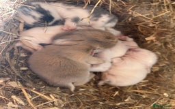 Mini Lop rabbits for sale: Waiting list open for Mini lops & lionlops - Image 1