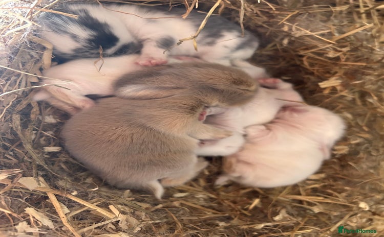 Mini Lop rabbits - Advert 7