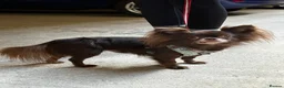 Chihuahua dogs for sale: 6yr male KC reg chihuahua  in York - Advert 3