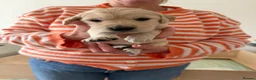 Golden Retriever dogs for sale: Golden Retriever Puppies  - Advert 29