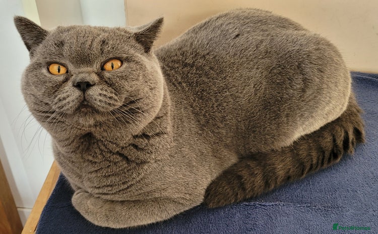 British Shorthair cats - Advert 3