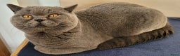 British Shorthair cats for stud: British Boy ❤️  - Advert 1