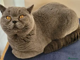 British Shorthair cats British Boy ❤️ - Advert 3