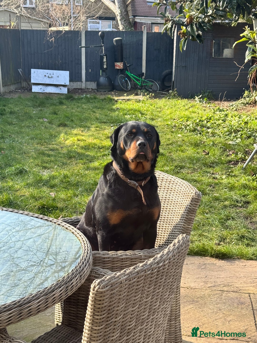 Rottweiler dogs for sale: Puppy’s ready to go - Advert 1