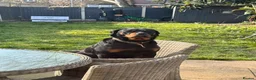 Rottweiler dogs for sale: Puppy’s ready to go - Advert 1