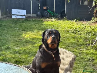 Rottweiler dogs Puppy’s ready to go - Advert 8