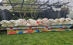 Coton De Tulear dogs for sale: 2 Stunning coton de Tulear girls - Image 6